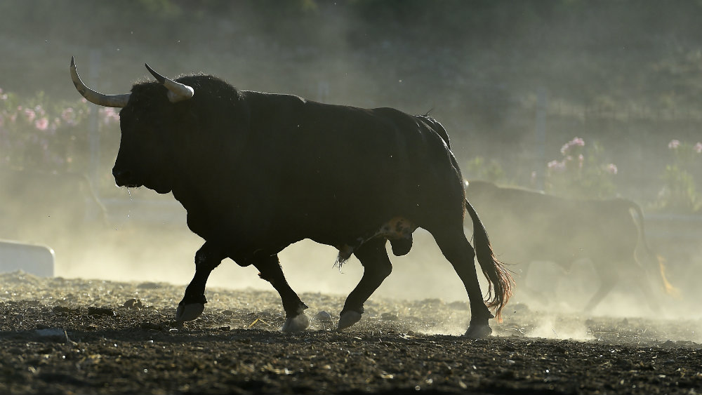 Want to Catch the Next Bull Market? Buy This Stock While It’s Still Low