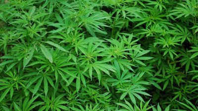 lush marijuana plants