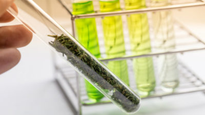 edit Powder of Cannabis (Drugs), Analysis of Cannabis in laboratory.