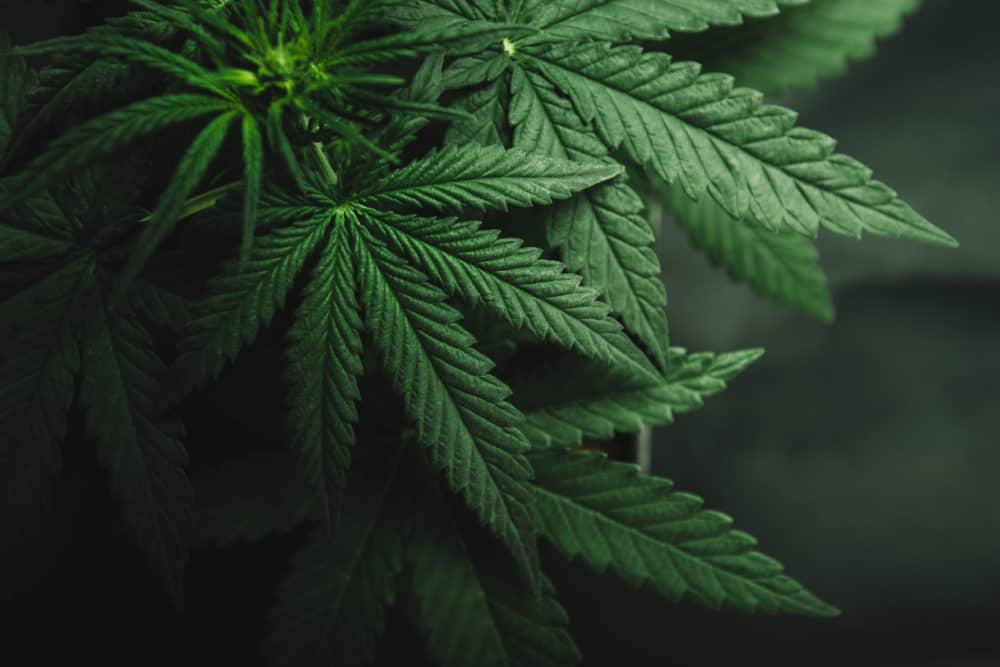 edit Marijuana leaves, cannabis on a dark background, beautiful background, indoor cultivation