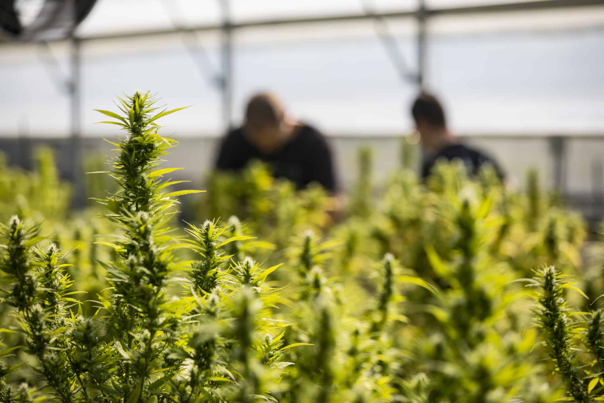 Cannabis grows at a commercial farm.
