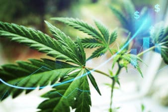 A cannabis plant grows.