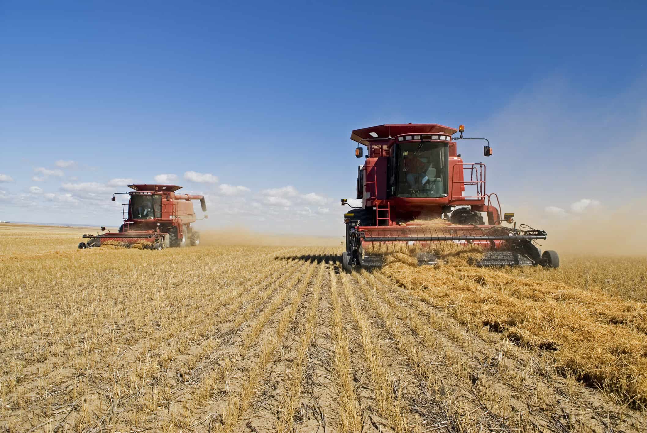 A tractor harvests lentils.