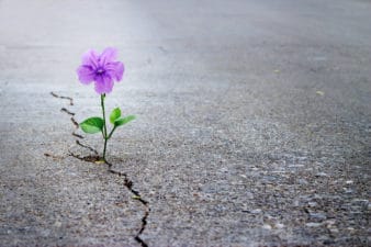 A small flower grows out of a concrete crack.
