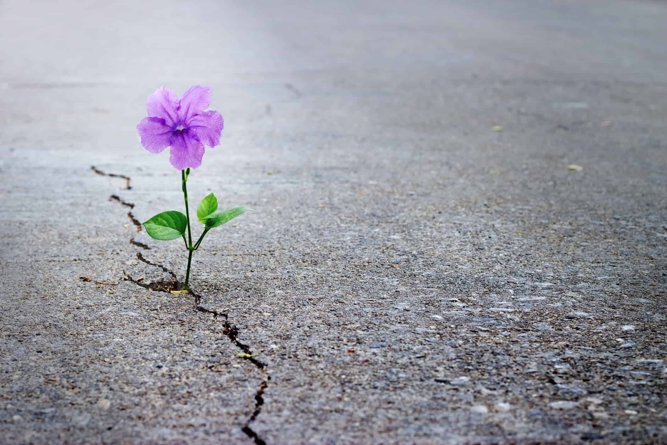 A small flower grows out of a concrete crack.