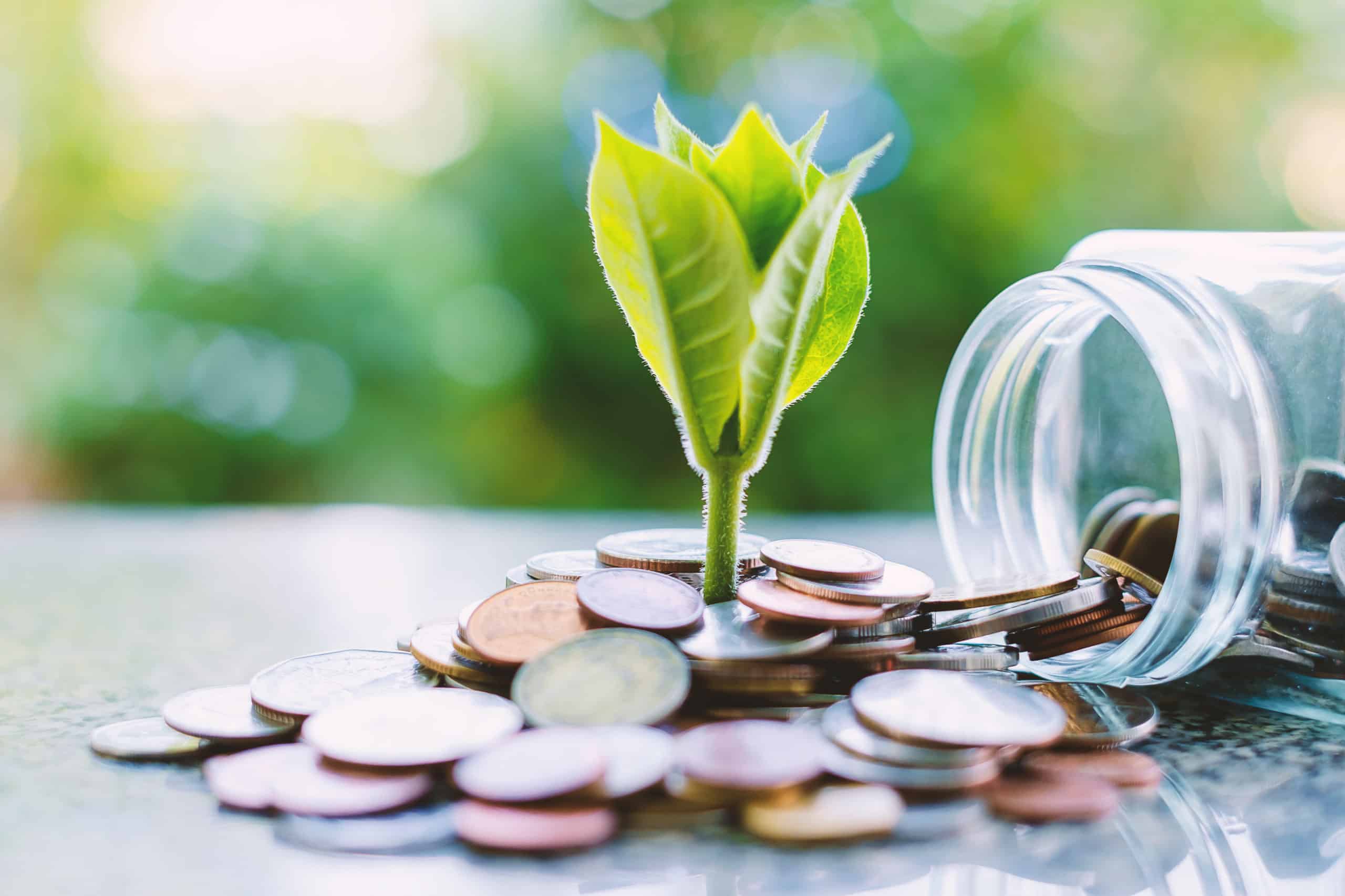 A plant grows from coins.