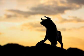 Silhouette of bull in front of setting sun