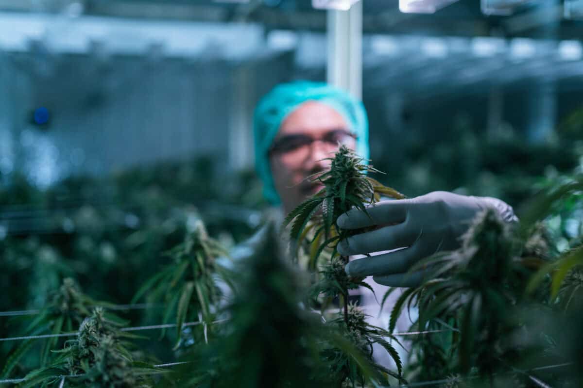 Worker checks cannabis flower in lab farm greenhouse