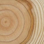 tree rings show growth patience passage of time