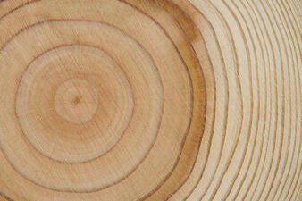tree rings show growth patience passage of time