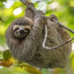 slow sloth in Costa Rica