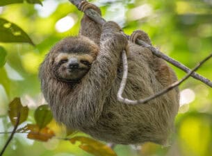 slow sloth in Costa Rica