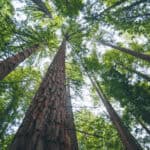 Redwood forest shows growth potential with time