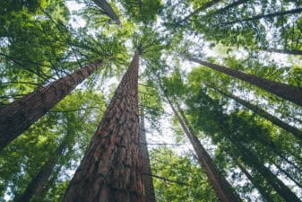 Redwood forest shows growth potential with time