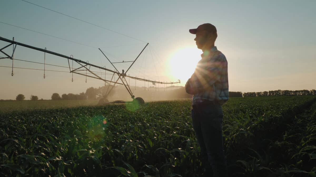 farmer watches cornfield as sprinklers irrigate water