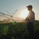 farmer watches cornfield as sprinklers irrigate water