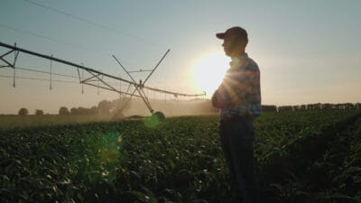 farmer watches cornfield as sprinklers irrigate water