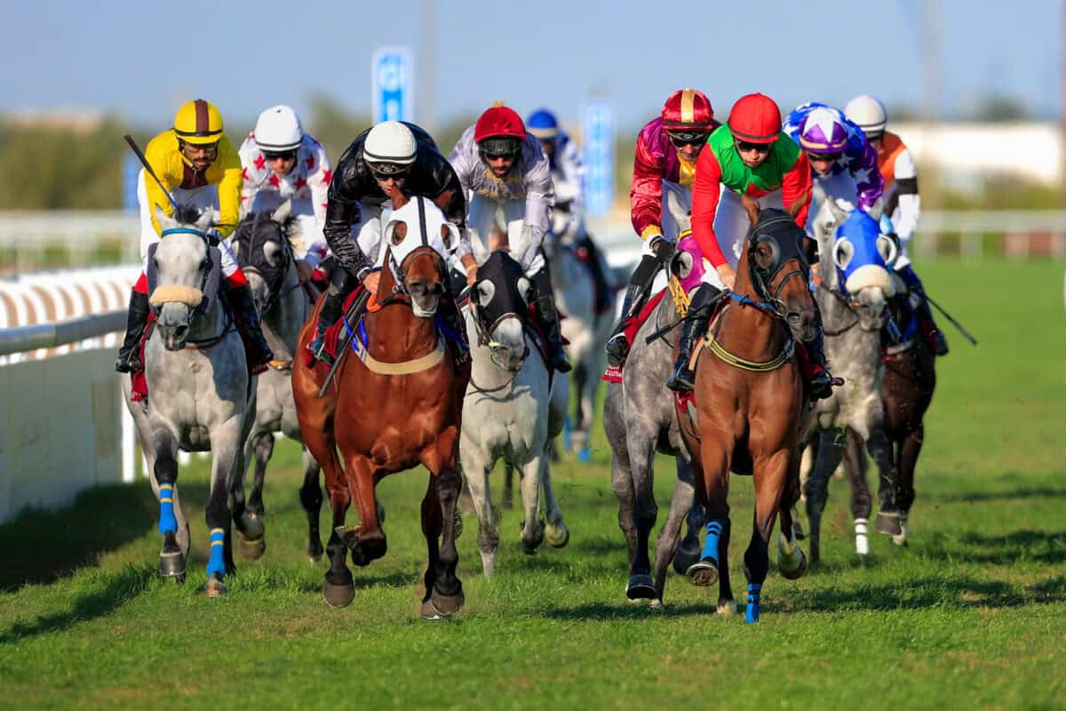 horses compete to win race